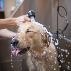 How-Does-a-Dog-Wash-Station-Work
