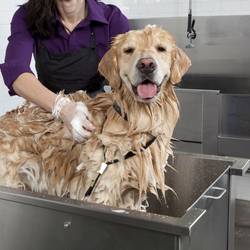 Tractor-Supply-Dog-Washing-Cost