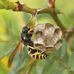 Different-Wasp-Killing-Options