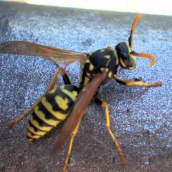 Does-Lyso- Hurt-Wasps