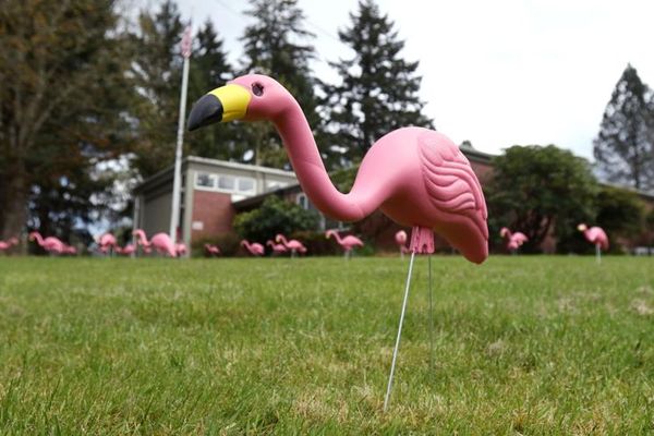 What-Do-Flamingos-and-Pineapples-Mean-When-Camping-(RV-Park)