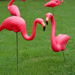 What-do-Flamingos-Mean-in-The-RV-Community