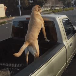 Can-a-Dog-Ride-in-The-Back-Of-a-Truck
