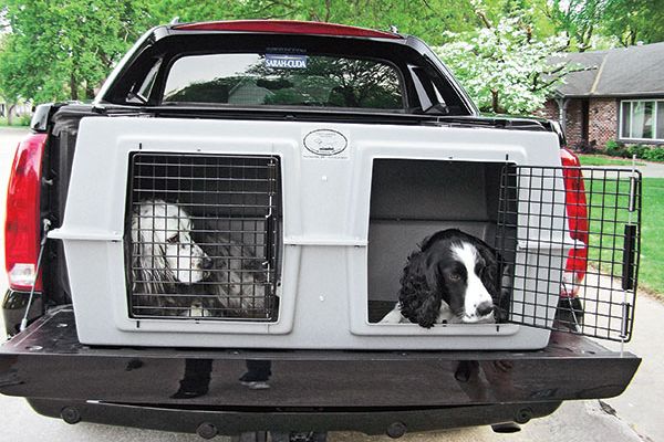 Dog-Crate-In-Back-Of-Truck-Can-a-Dog-Ride-In-The-Back