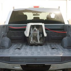 Dog-in-The-Back-Of-a-Truck-in-a-Crate