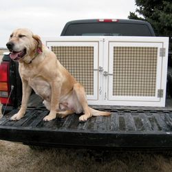 How-To-Secure-Dogs-in-a-Truck-Bed